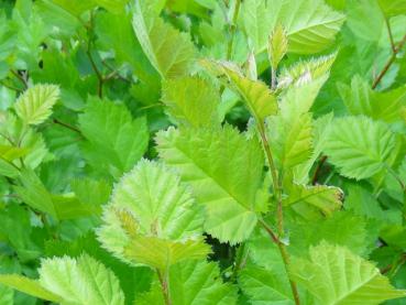 Blätter von Crataegus coccinea