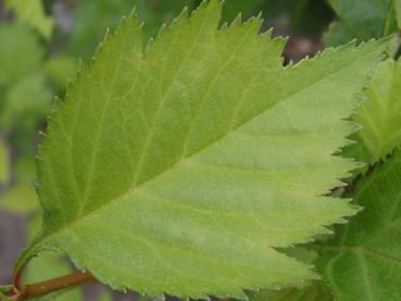 Blatt von Scharlachdorn