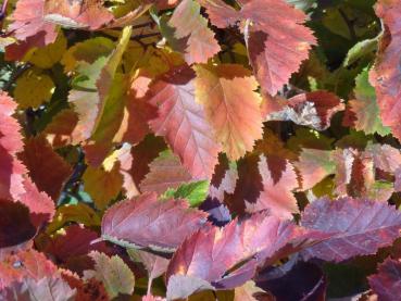 Crataegus coccinea - rotes Herbstlaub