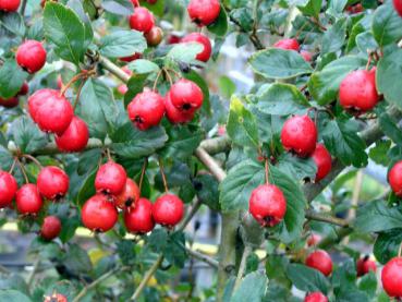 Crataegus grignonensis