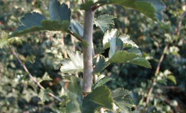 Zweigriffliger Weißdorn - Crataegus laevigata