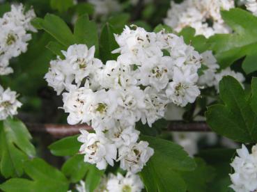 Crataegus laevigata Alboplena - Gefülltblühender Weißdorn