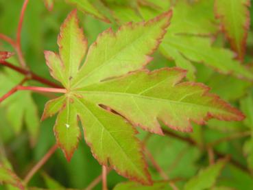 Acer palmatum - Japansk lönn