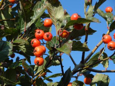 Rote Beeren des Apfeldorns