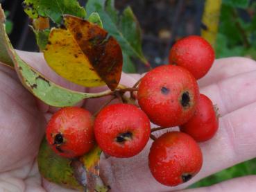 Hübsche rote Früchte des Apfeldorns