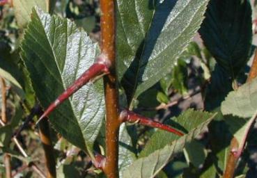 Die Dornen von Crataegus lavallei Carrierei