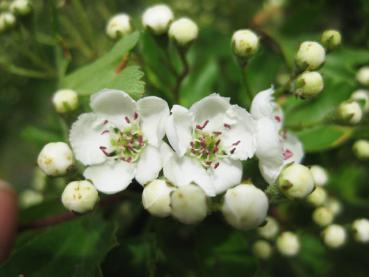 Crataegus monogyna - Nahaufnahme Blüten und Knospen