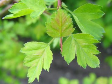 Frisches grüne Laub beim Weißdorn, Crataegus monogyna