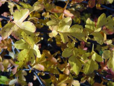 Die Herbstfärbung des Weißdorn ist gelb bis rötlich
