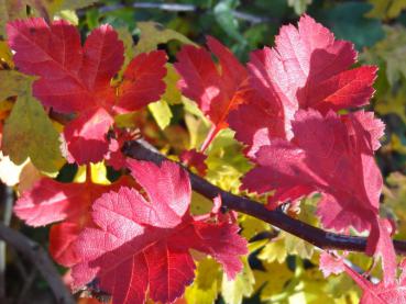 Herbstlaub des Weißdorn