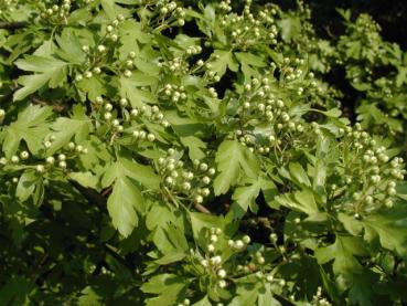 Knospen bei Crataegus monogyna