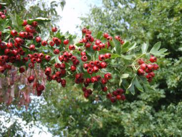 Eingriffeliger Weißdorn - roter Beerenschmuck im Spätsommer