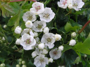 Crataegus monogyna Flexuosa - Korkenzieherdorn