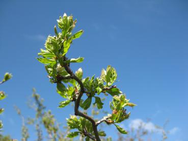 Frischer Austrieb - Korkenzieher-Weißdorn