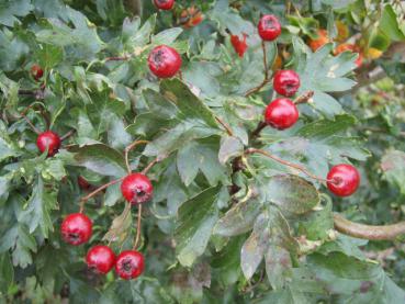 Korkenzieherdorn - rote Beeren