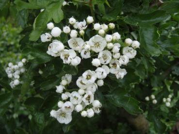 Korkenzieherdorn - weiße Blüten