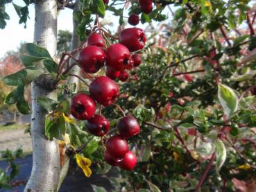 Auch Crataegus monogyna Flexuosa bildet rote Beeren