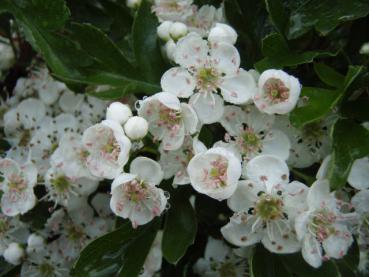 Crataegus monogyna Stricta - Säulendorn