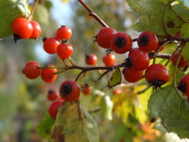 Crataegus phaenopyrum - Washington-Weißdorn