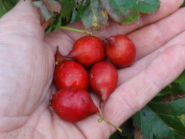 Chinesischer Weißdorn - Crataegus pinnatifida Major