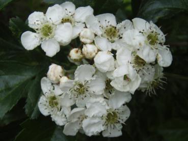 Weiße Blüten von Crataegus pinnatifida Major
