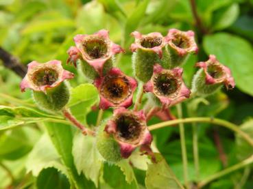 Heranreifende essbare Beeren des Chinesischen Weißdorns