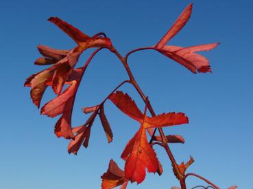 Crataegus pinnatifida Major: Prächtige Herbstfärbung
