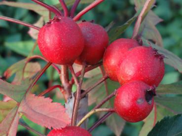 Rote Beeren von Crataegus pinnatifida Major (Ende Oktober)