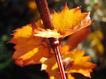 Chinesischer Weißdorn (Crataegus pinnatifida Major) - orangerotes Herbstlaub