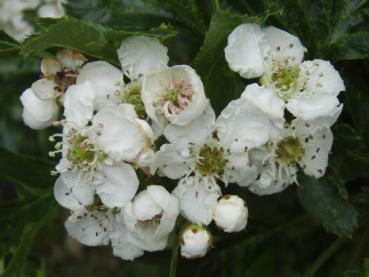 Weiße Blüte beim Chinesischen Weißdorn