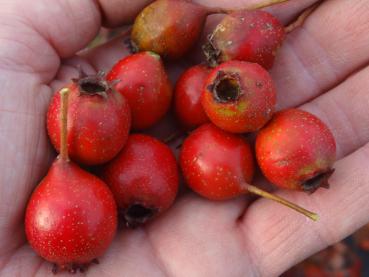 Crataegus pinnatifida Major: Sehr große Früchte, die verwertet werden können