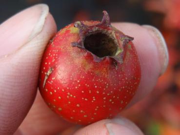 Eine Einzelfrucht von Crataegus pinnatifida Major