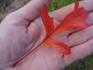Typisches rotes Herbstlaub von Crataegus pinnatifida Major