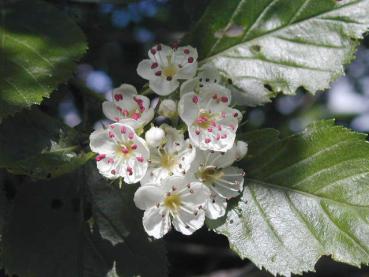 Pflaumenblättriger Dorn mit weißen Blüten