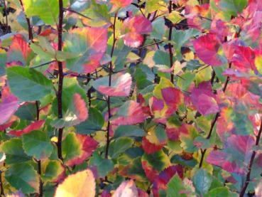Die Herbstfärbung vom Pflaumenblättrigen Dorn