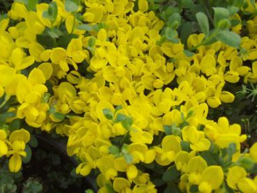 Cytisus decumbens - Kissenginster