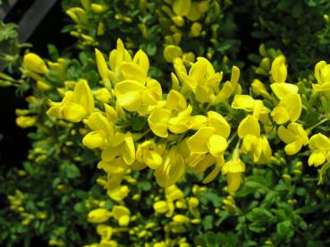 Kissenginster - ein gelbblühender Bodendecker