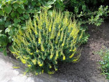 Svartginst (Cytisus nigricans Cyni)