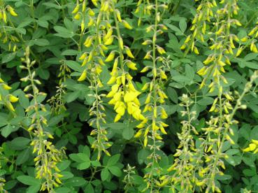 Svartginst (Cytisus nigricans Cyni)