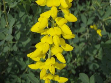 Svartginst (Cytisus nigricans Cyni)