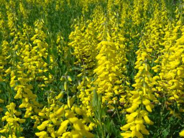 Cytisus nigricans Cyni