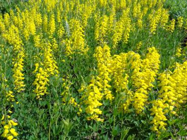 Cytisus nigricans Cyni mit der Sommerblüte