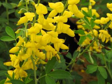 Cytisus nigricans Cyni