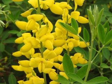 Gelbe Blüte von Cytisus nigricans Cyni