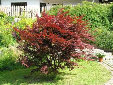 Acer palmatum Atropurpureum - Roter Fächerblattahorn