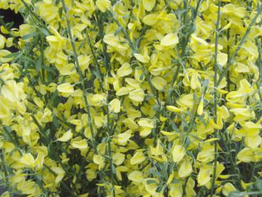 Cytisus praecox Allgold - Goldgelber Elfenbeinginster