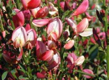 Cytisus praecox Hollandia - Rödblommande vårginst