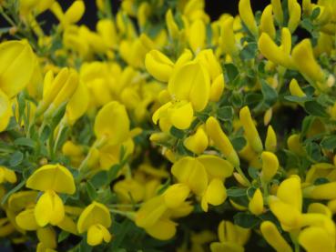 Zwergginster - Cytisus purgans