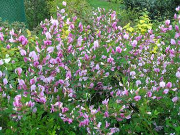 Rosenginster - Cytisus purpureus