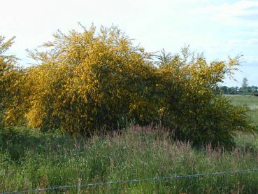 Besenginster - Cytisus scoparius